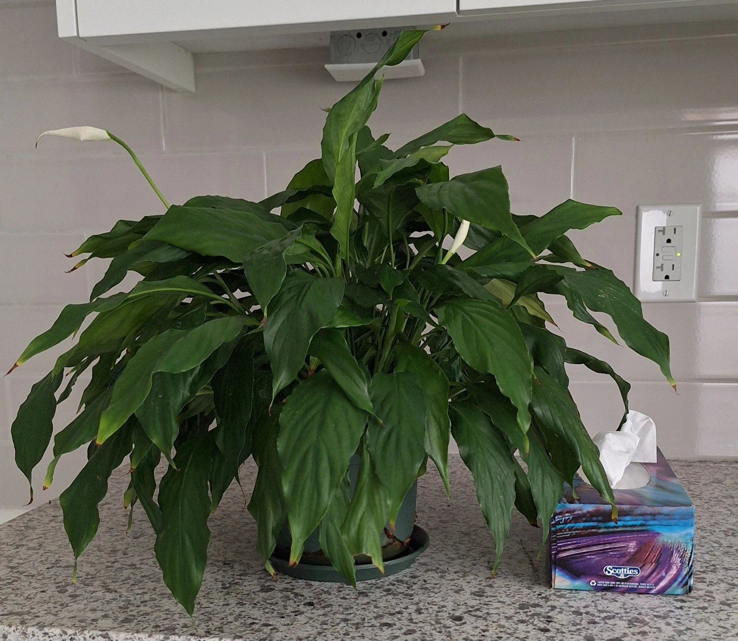 Peace Lily Plant