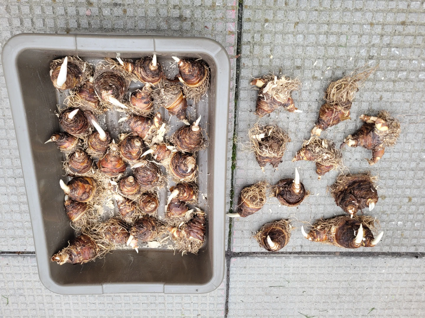Pineapple Lily Bulbs for Sale - photo 2