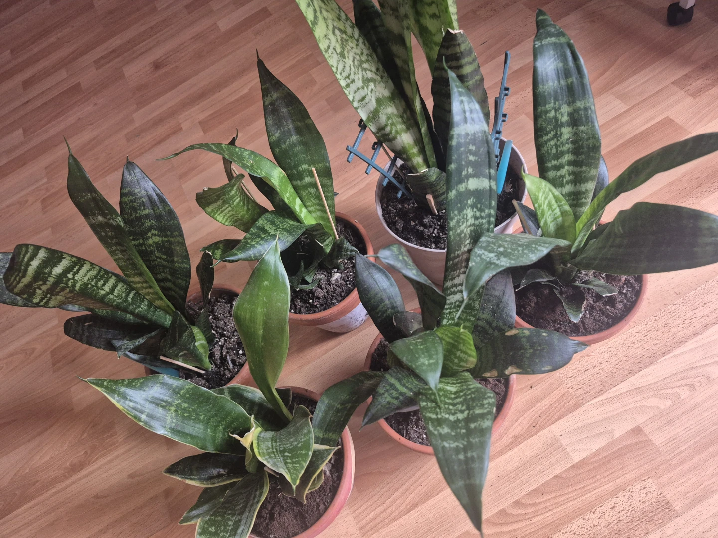 Assorted Snake Plants - photo 3