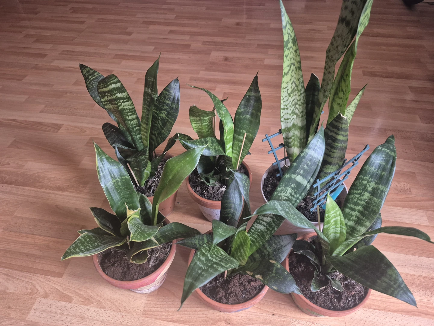 Assorted Snake Plants - photo 4