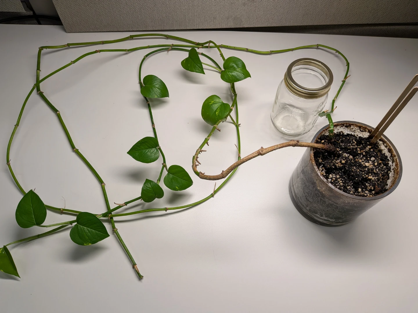 ☘️ Healthy Golden Pothos Money Plant ☘️