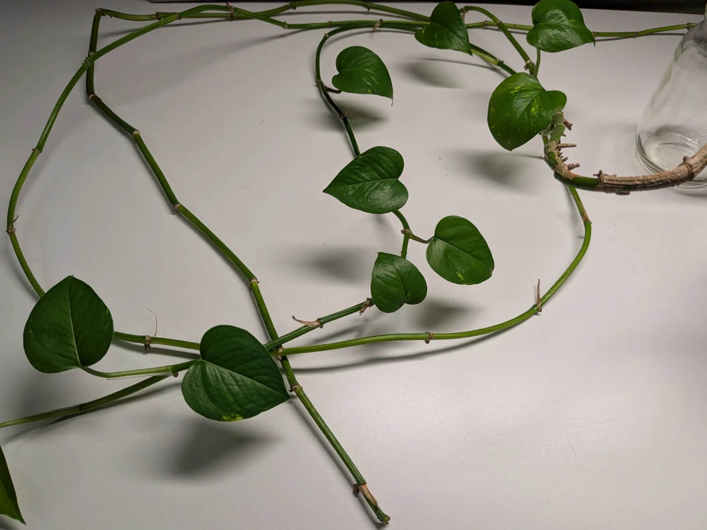 ☘️ Healthy Golden Pothos Money Plant ☘️ - photo 2