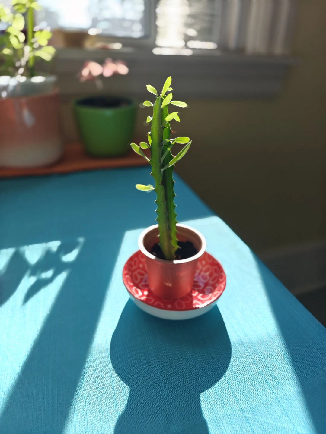 5" Potted Euphorbia Trigona (African Milk Tree)