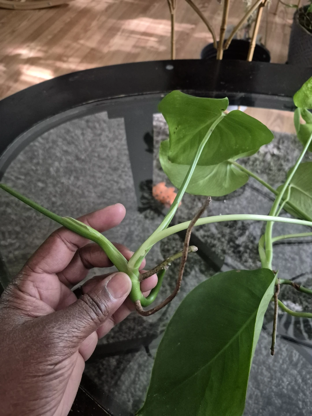Monstera Deliciosa Plant Cutting - photo 2
