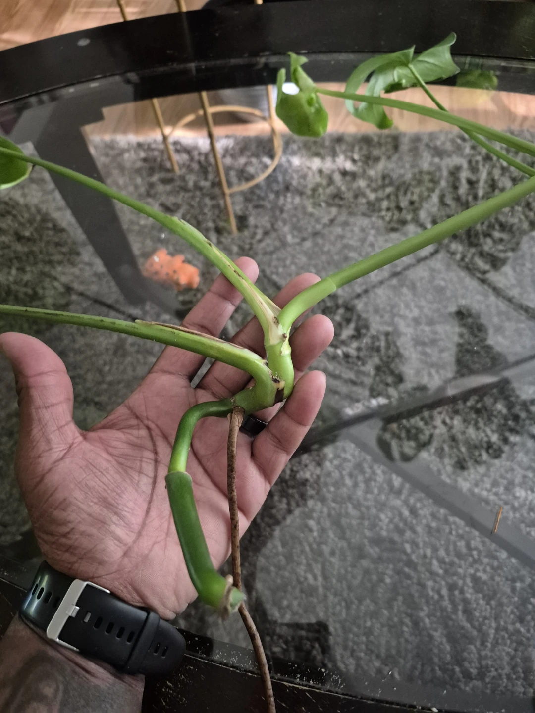 Monstera Deliciosa Plant Cutting - photo 4