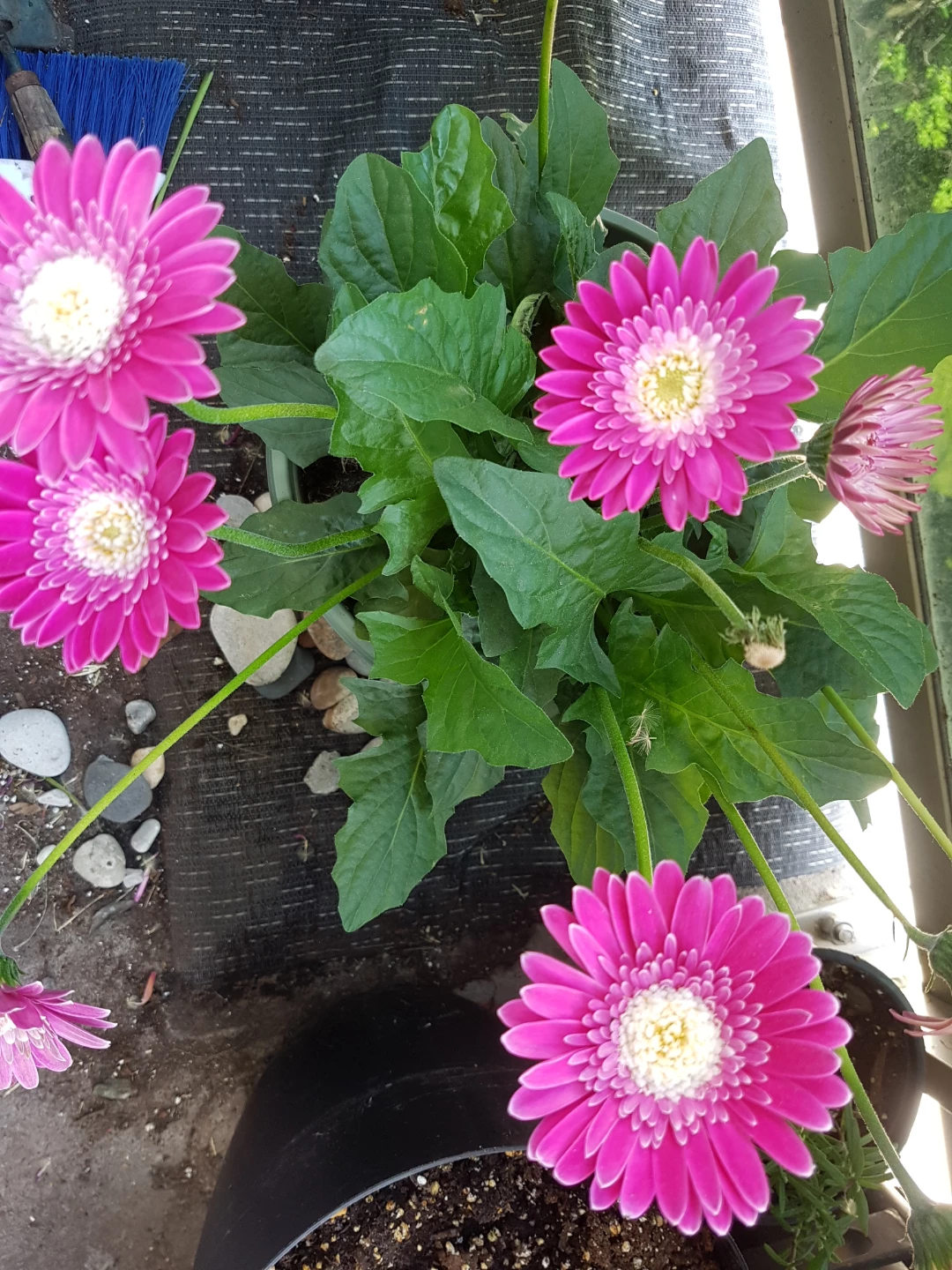 Pink Gerbera Daisy Plant - photo 3