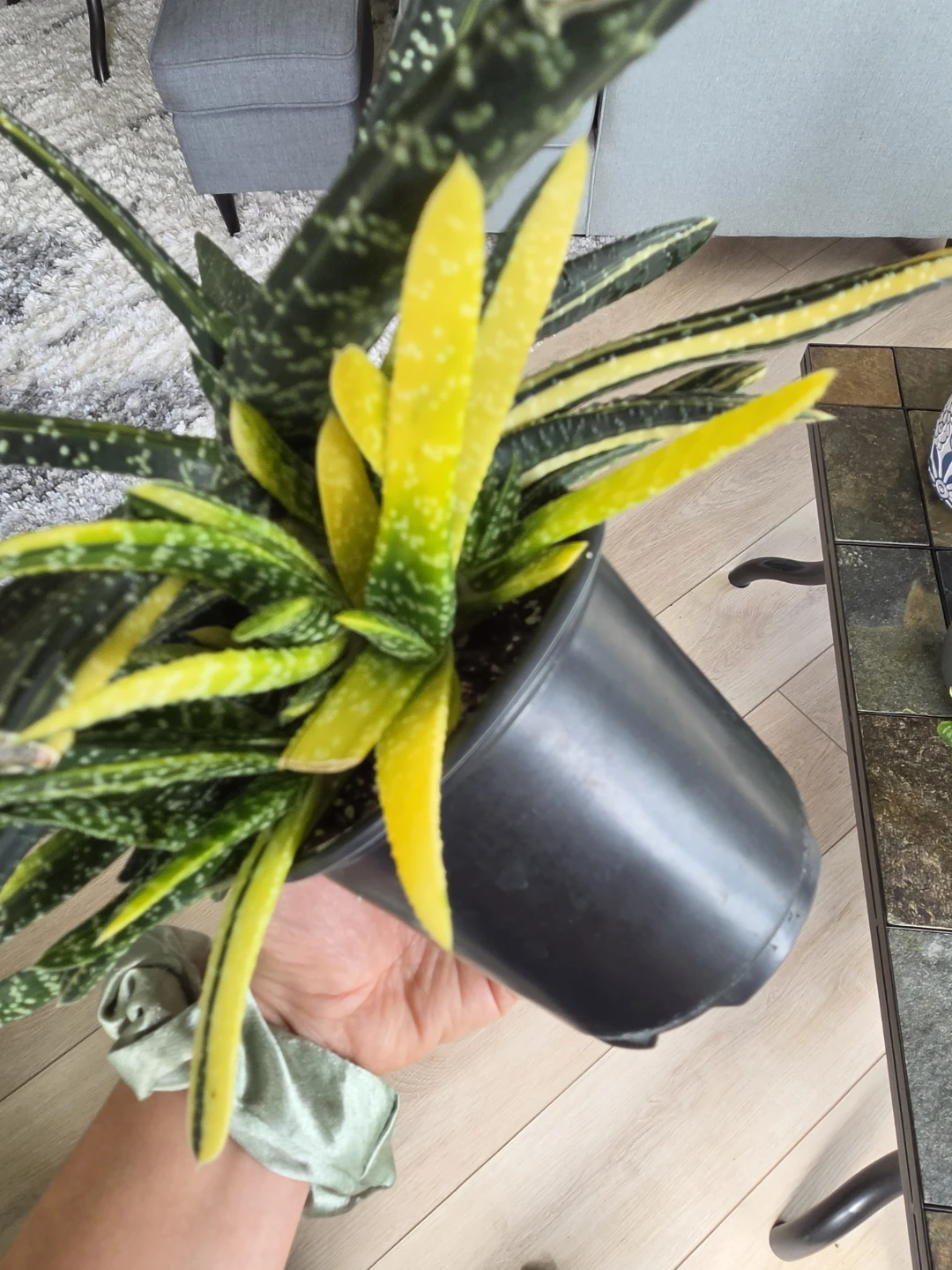 Varigated Gasteria Succulent Plant