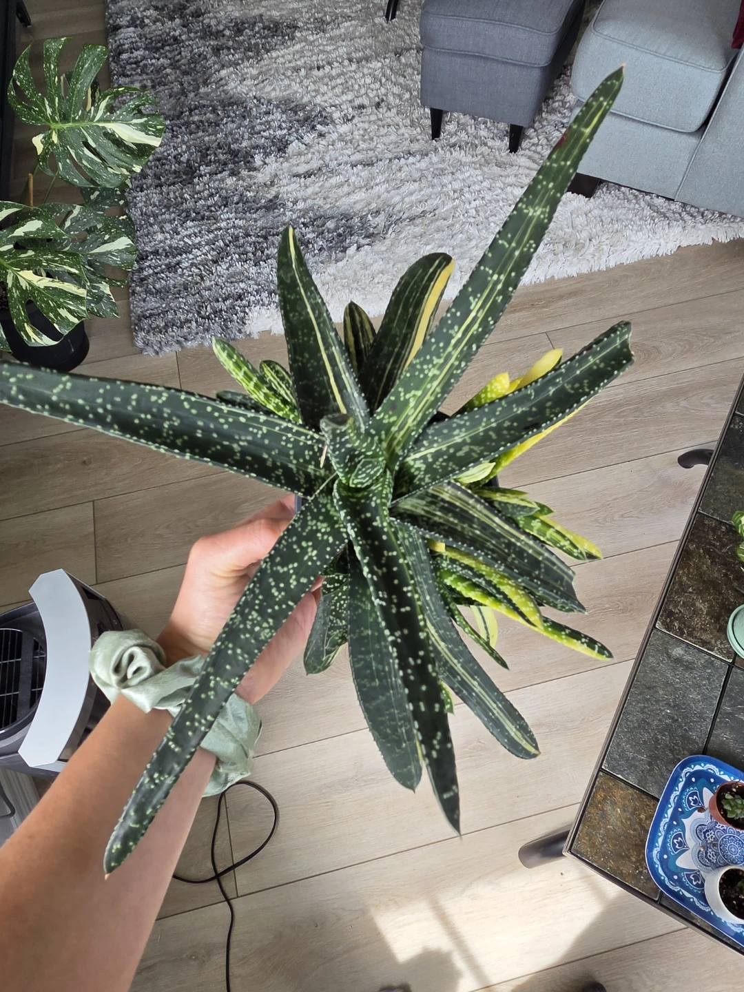 Varigated Gasteria Succulent Plant - photo 2