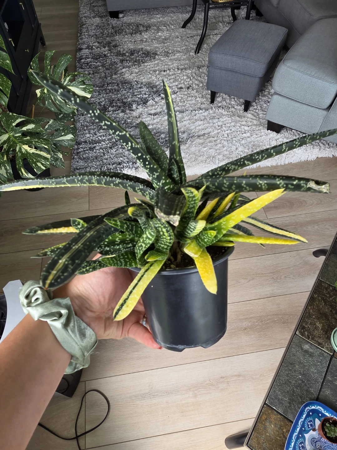 Varigated Gasteria Succulent Plant - photo 3