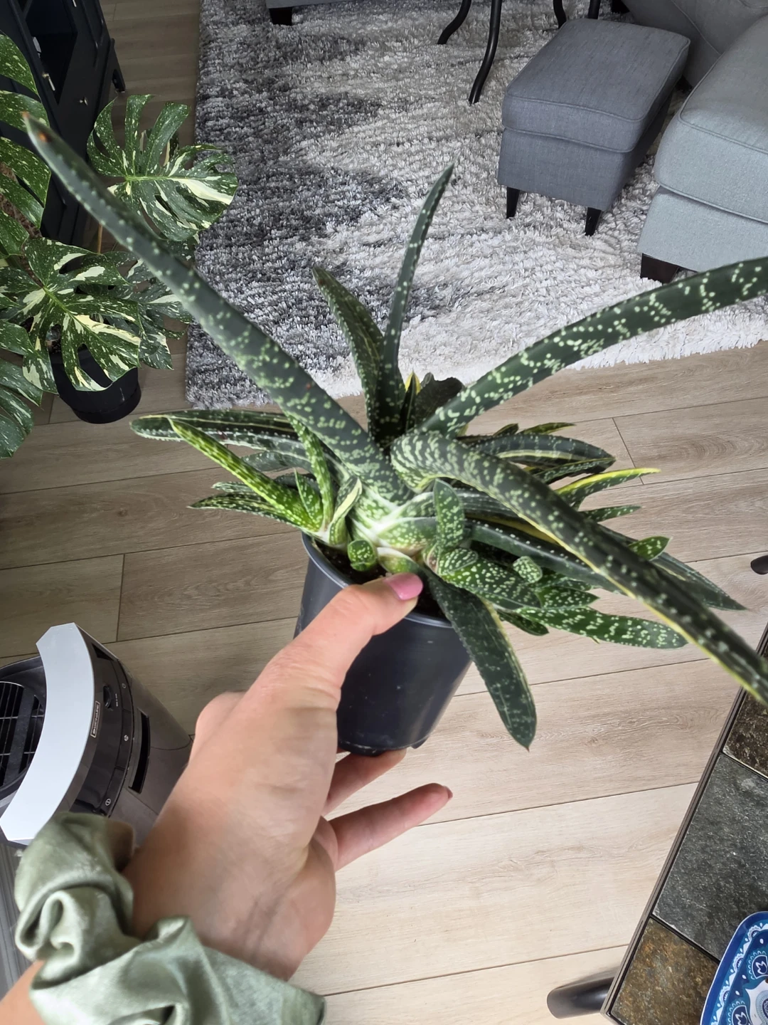 Varigated Gasteria Succulent Plant - photo 4
