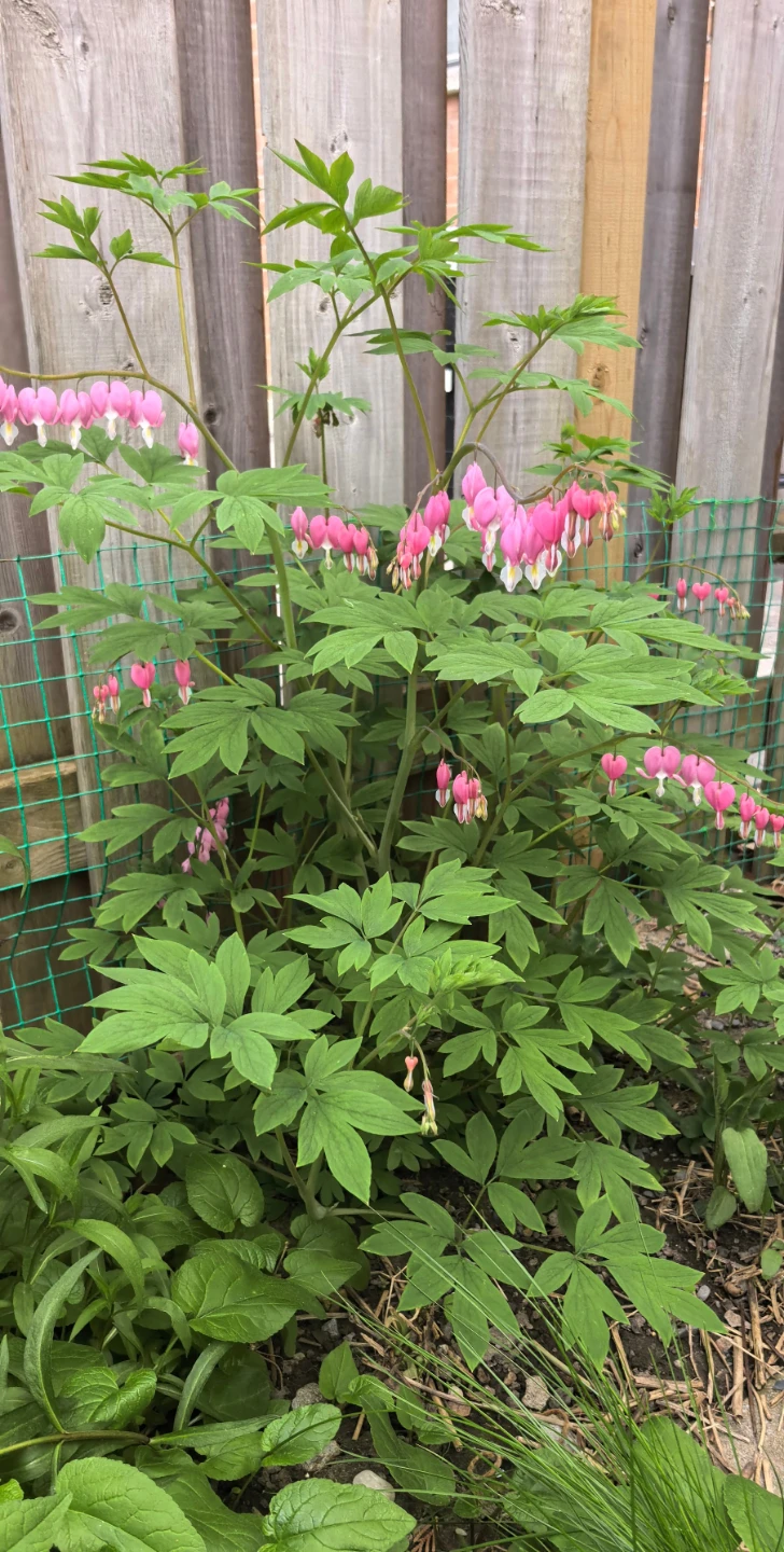 Bleeding heart