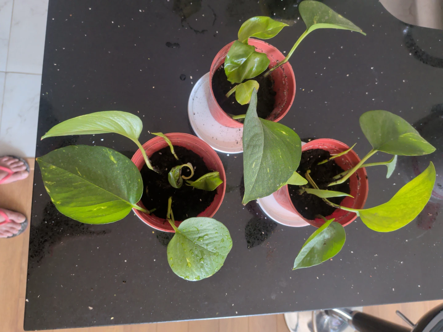 Potted Pothos Plants