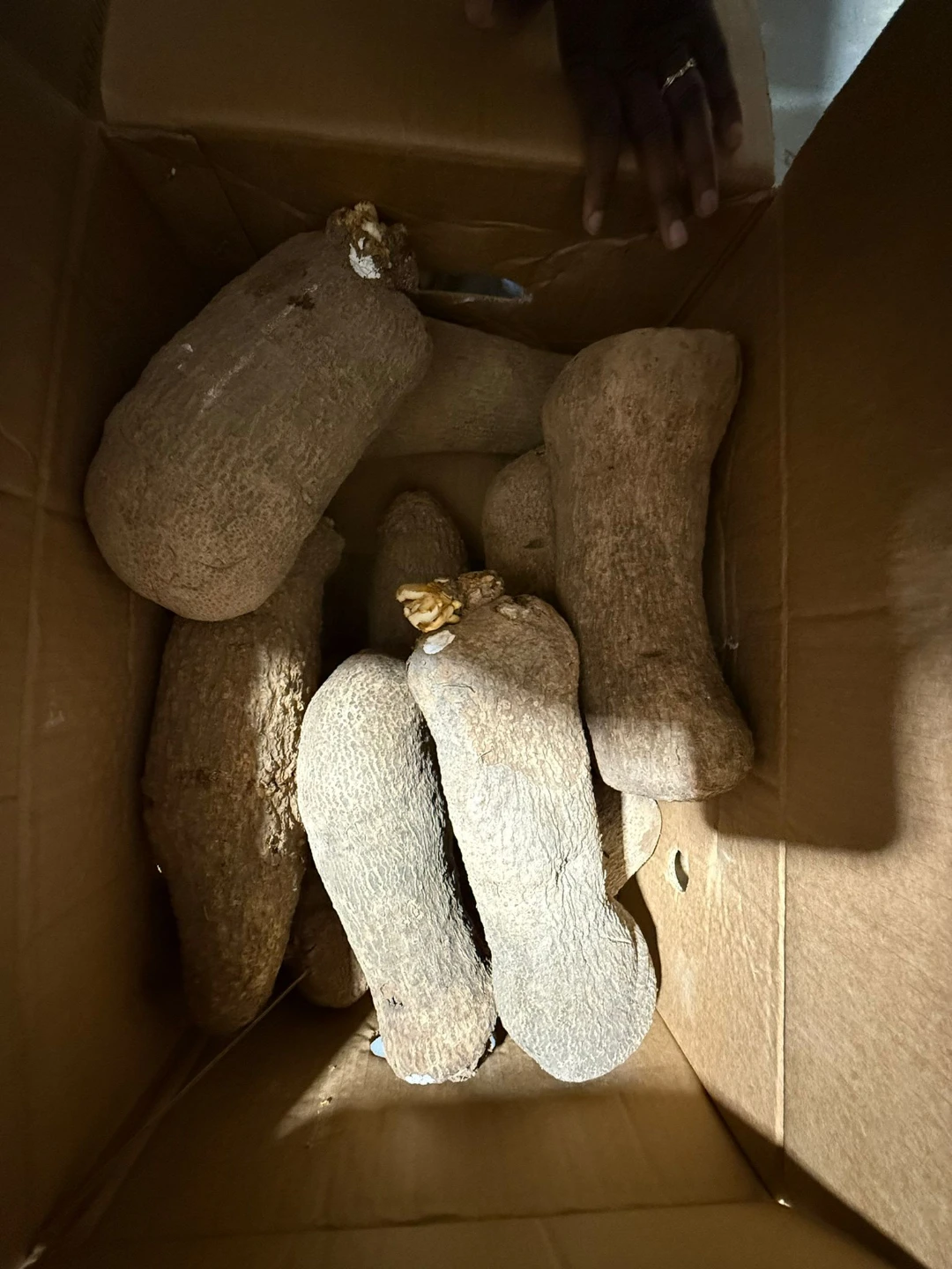 Yam tubers in box