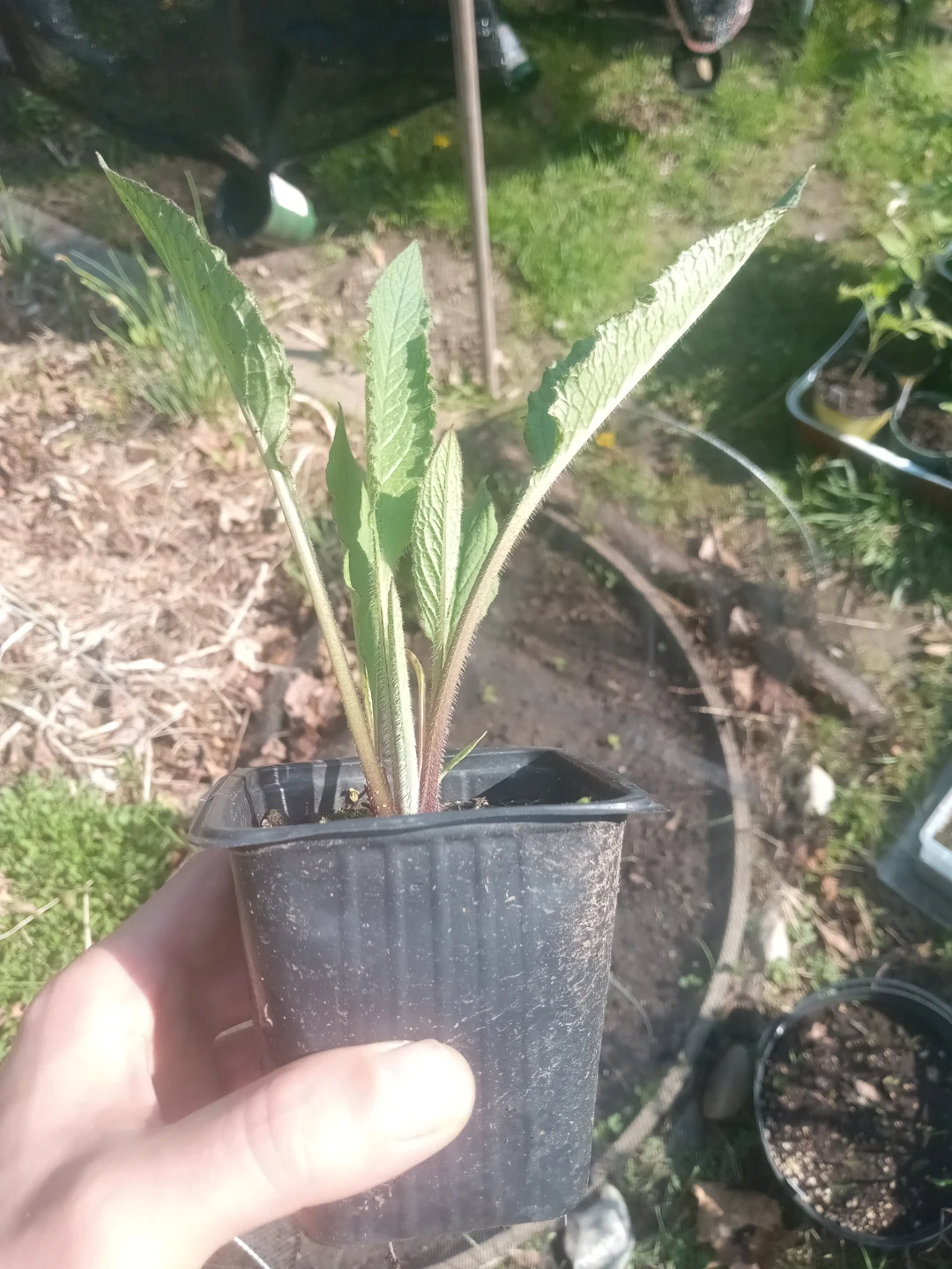Comfrey plant