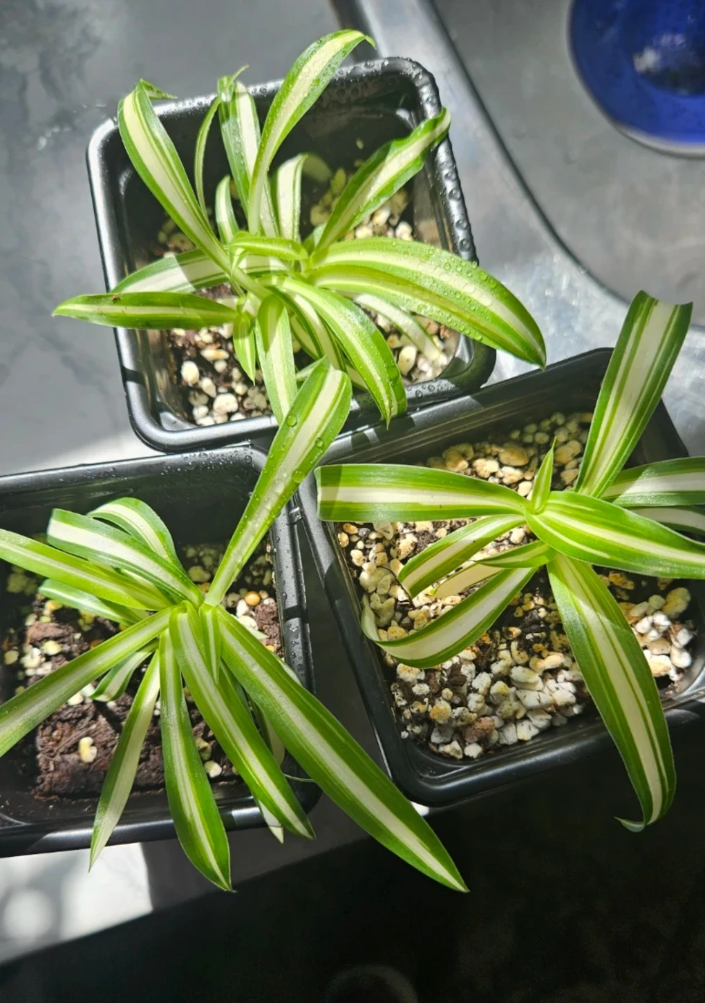 Spider plant babies ($1 each)
