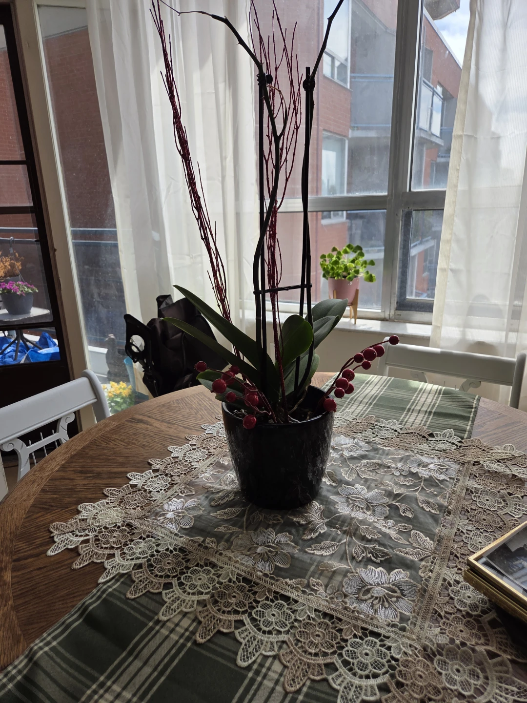 Orchid plant with red berries