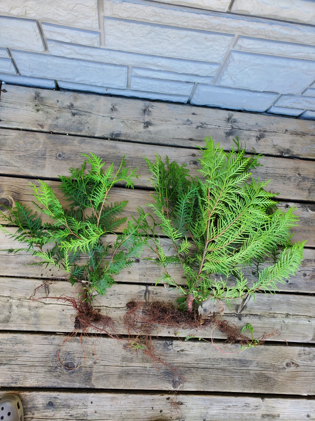 2 Cedar Tree Seedlings with Roots