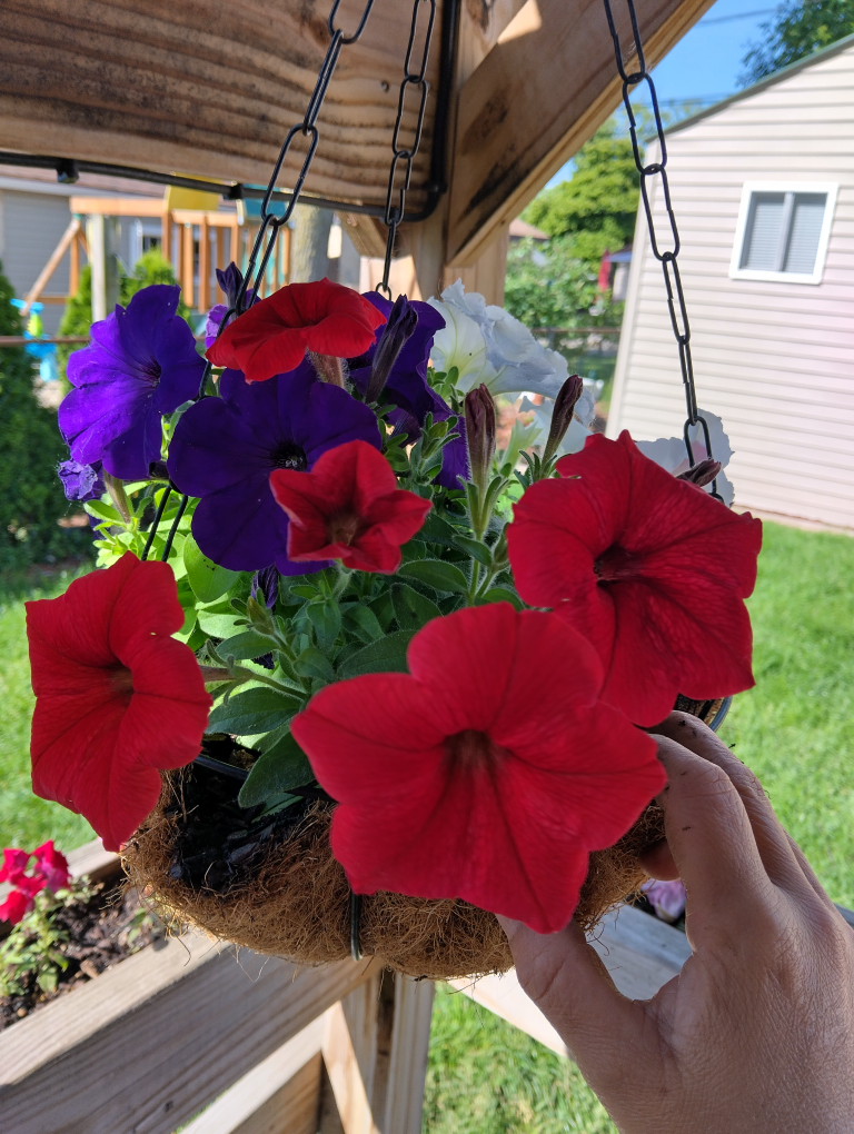 Hanging Petunia Basket - Red, Purple, White
