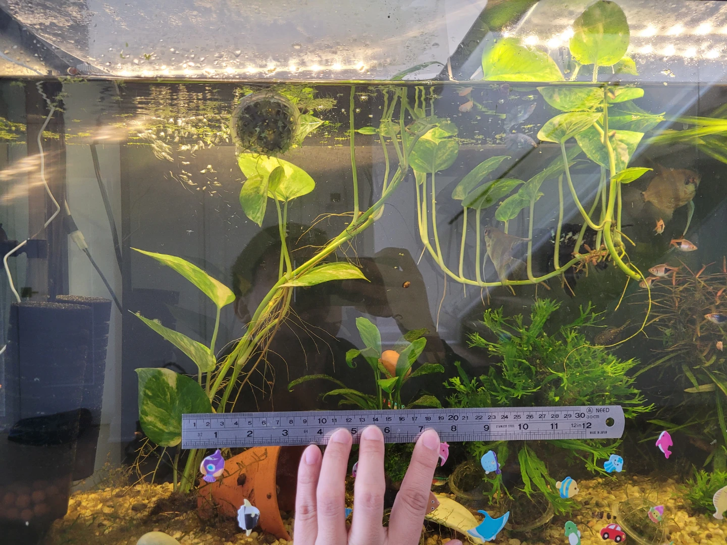Long Established Pothos (Money Plant) - Fish Tank Ready - photo 3