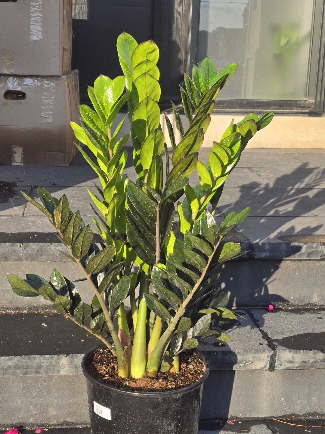 ZZ Super Nova 12" Houseplant