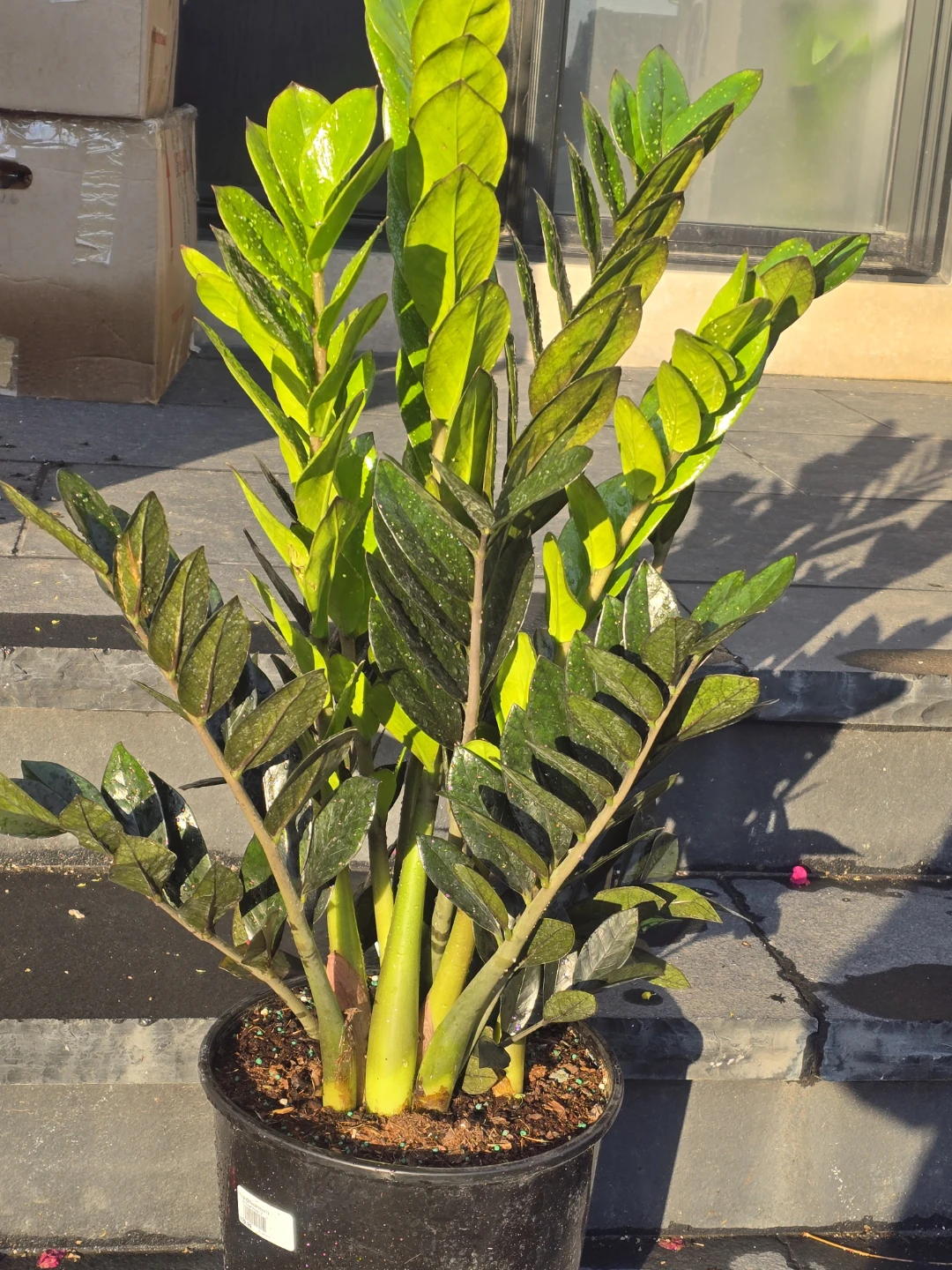 ZZ Super Nova 12" Houseplant - photo 2