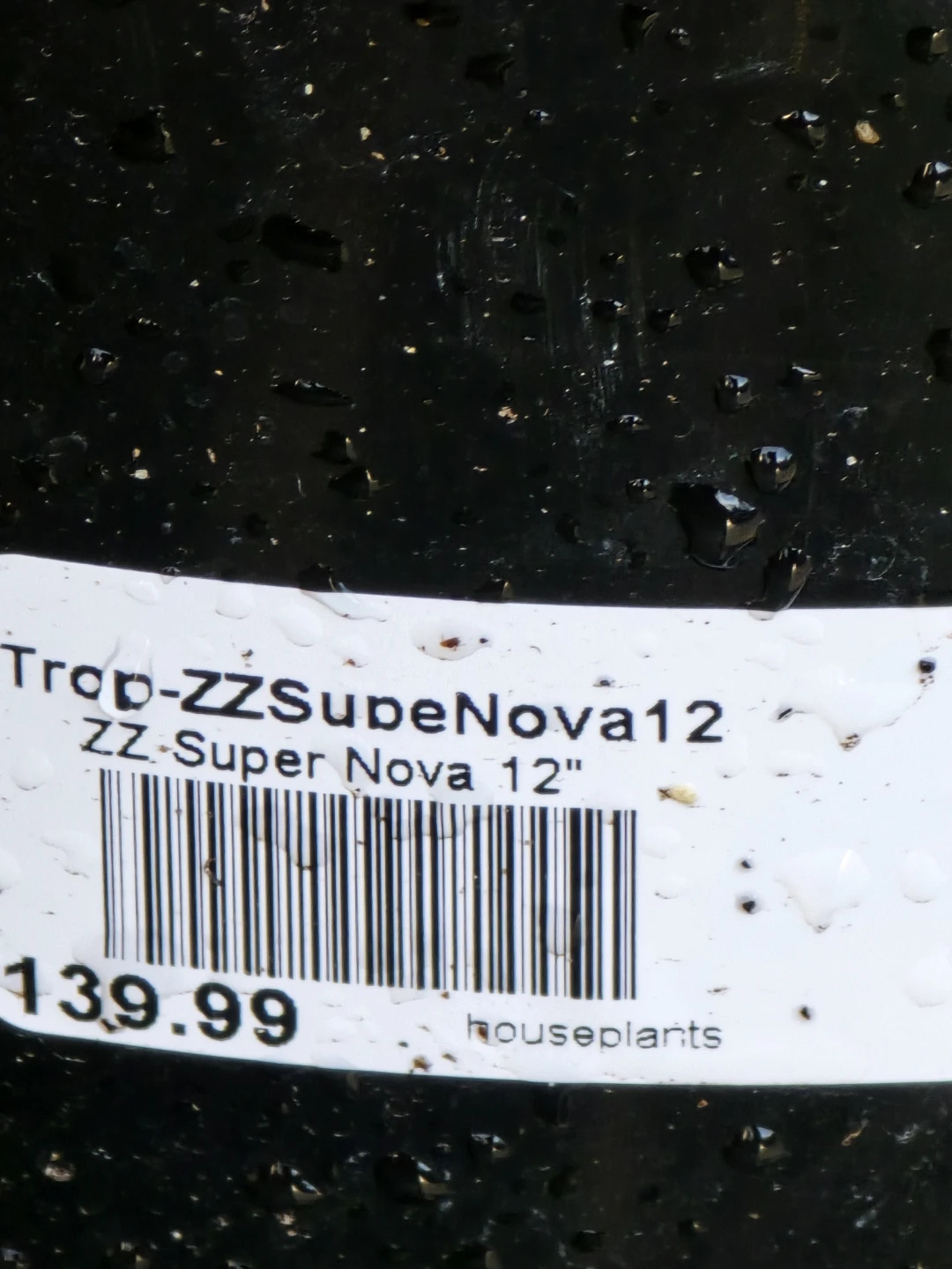 ZZ Super Nova 12" Houseplant - photo 3