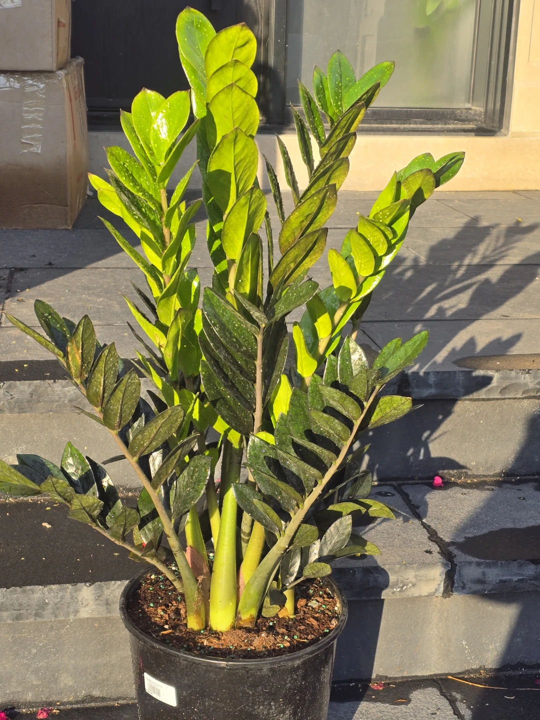 ZZ Super Nova 12" Houseplant - photo 4