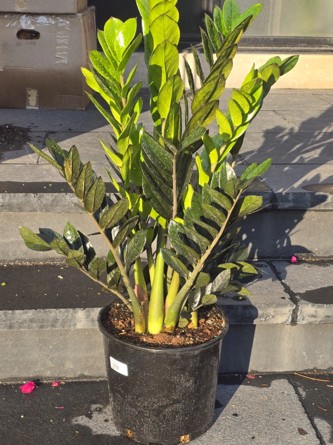 ZZ Super Nova 12" Houseplant - photo 5