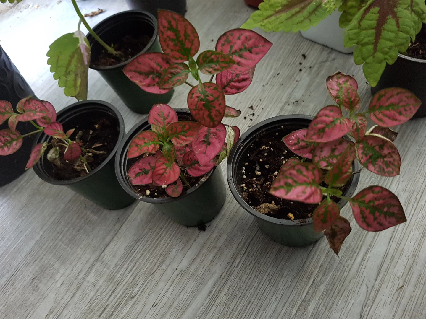 Hypoestes Plants (Pink Polka Dot)