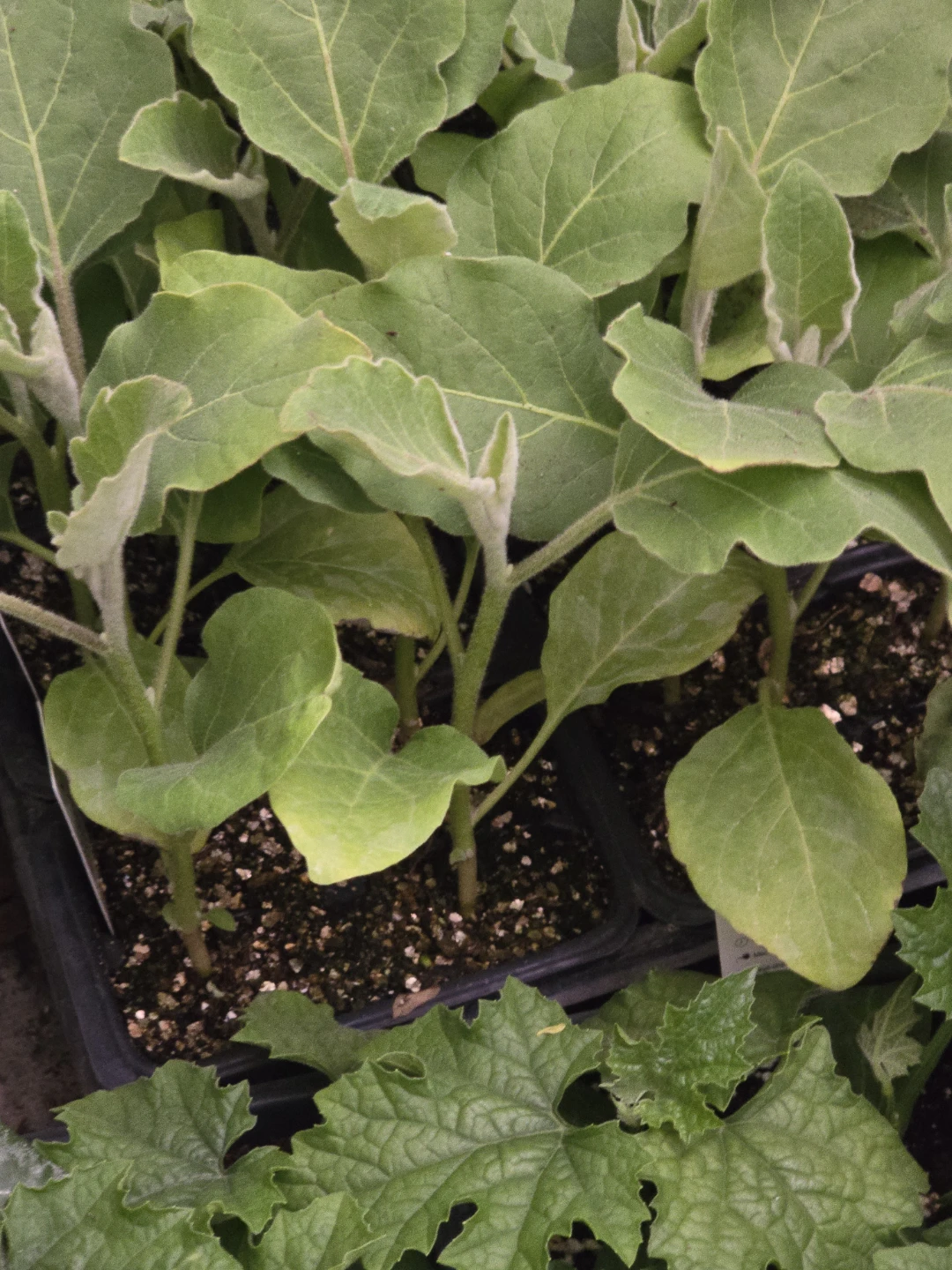 Vegetables seeding available from $2