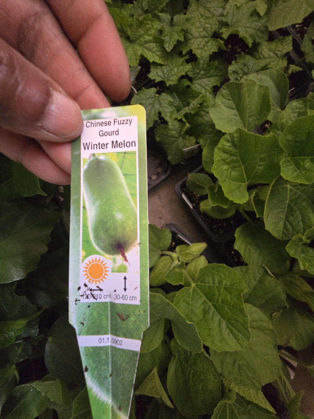Vegetables seeding available from $2 - photo 2
