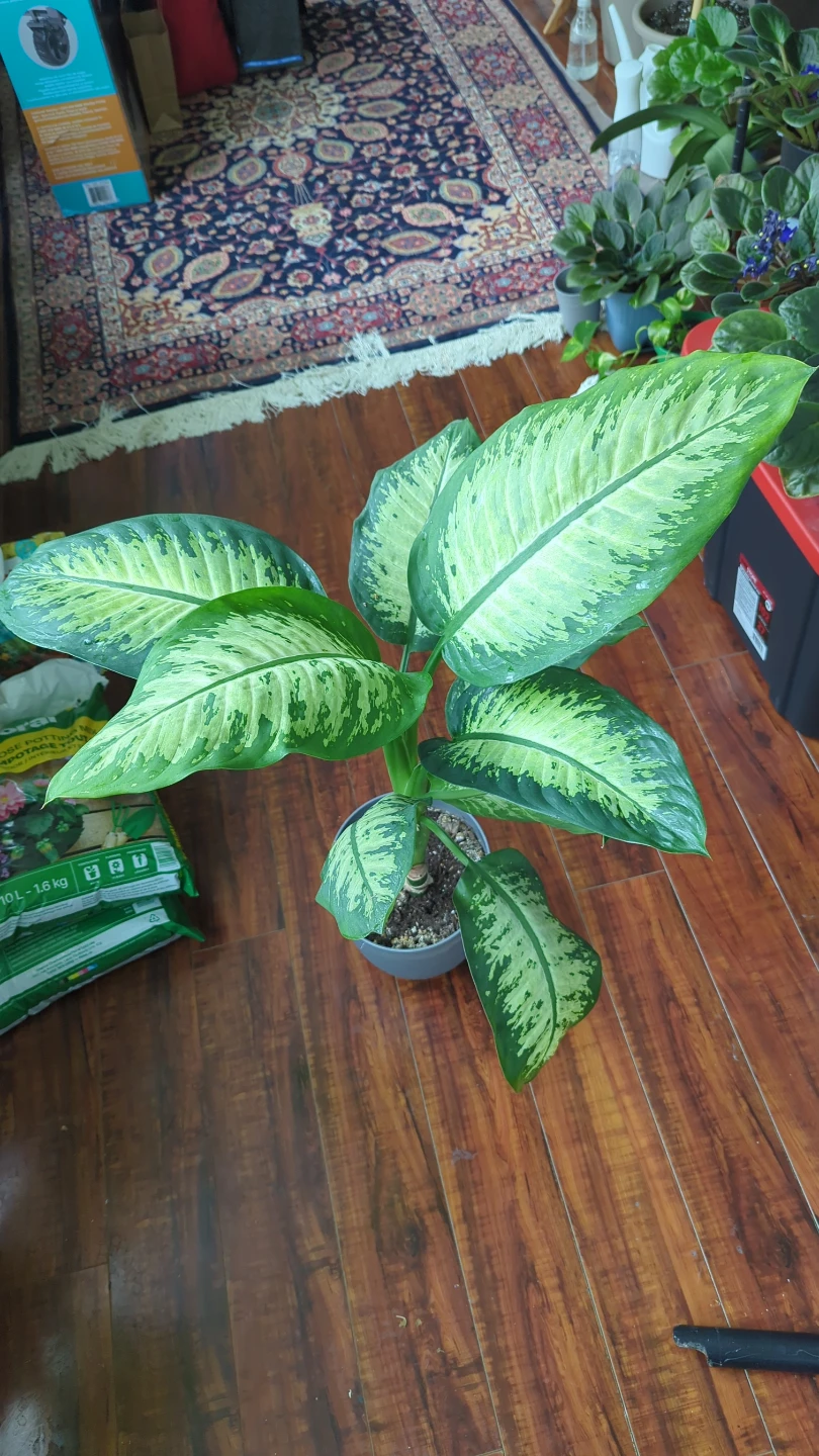 Dieffenbachia Houseplant