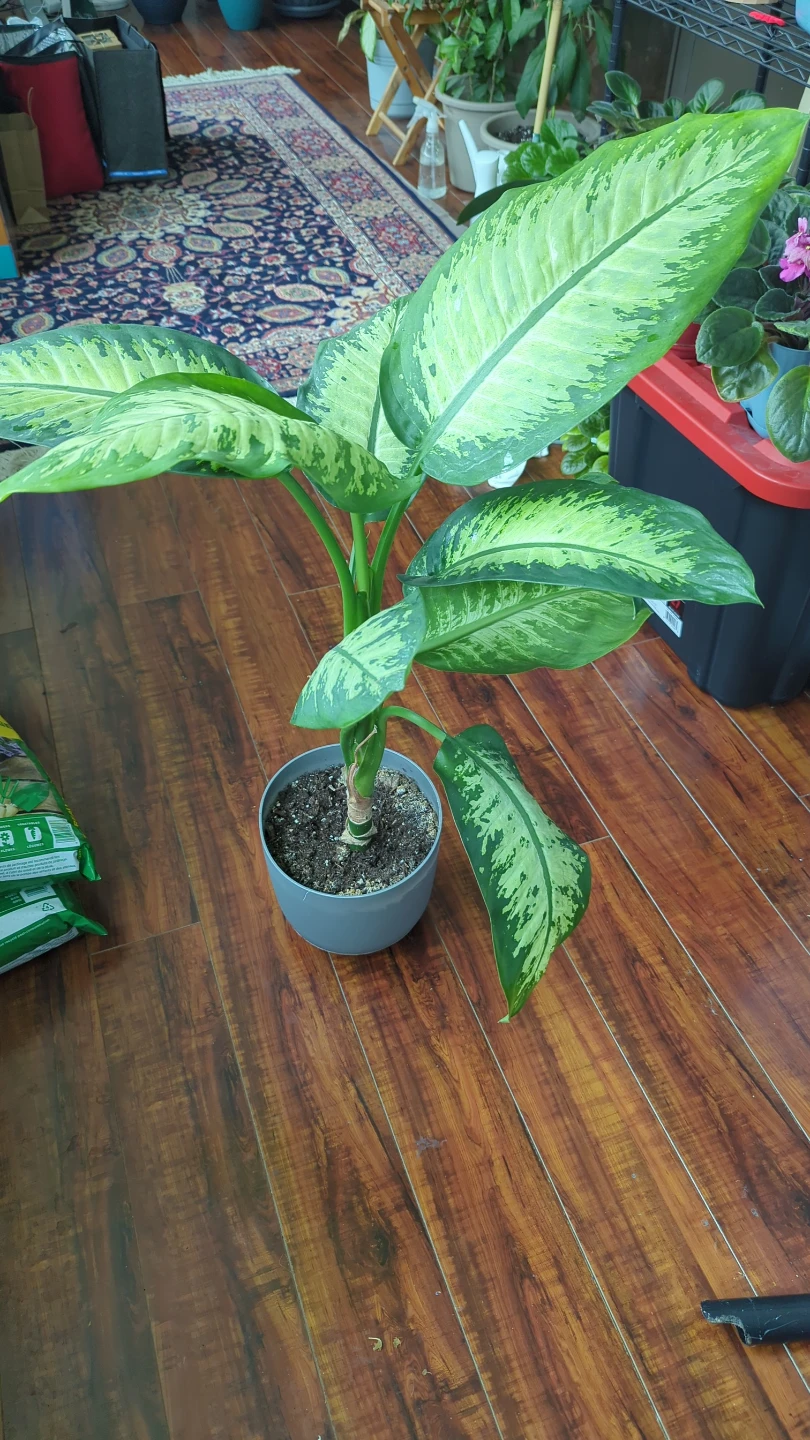 Dieffenbachia Houseplant - photo 2