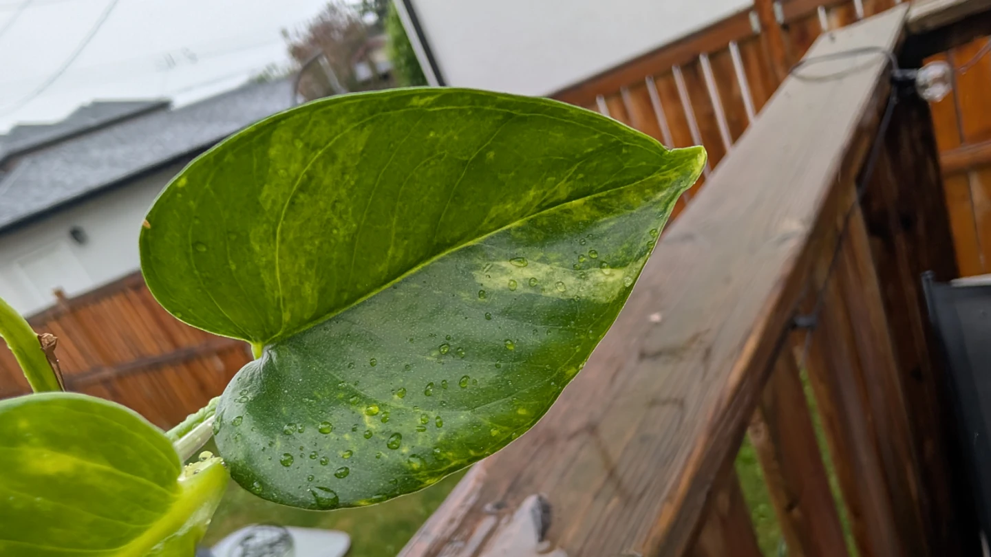 Golden Pothos plants for sale! 🌱 - photo 2