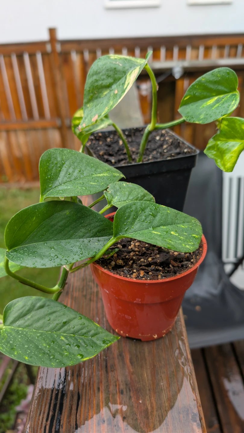 Golden Pothos plants for sale! 🌱 - photo 3