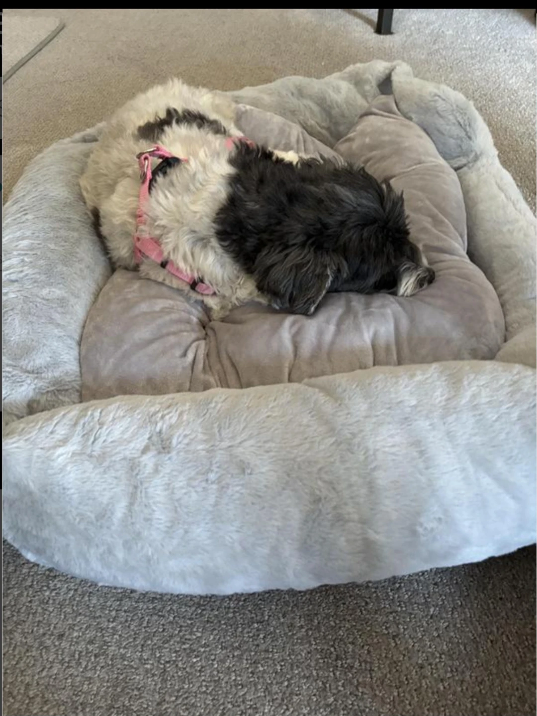 Brand new Grey Plush Pet Bed