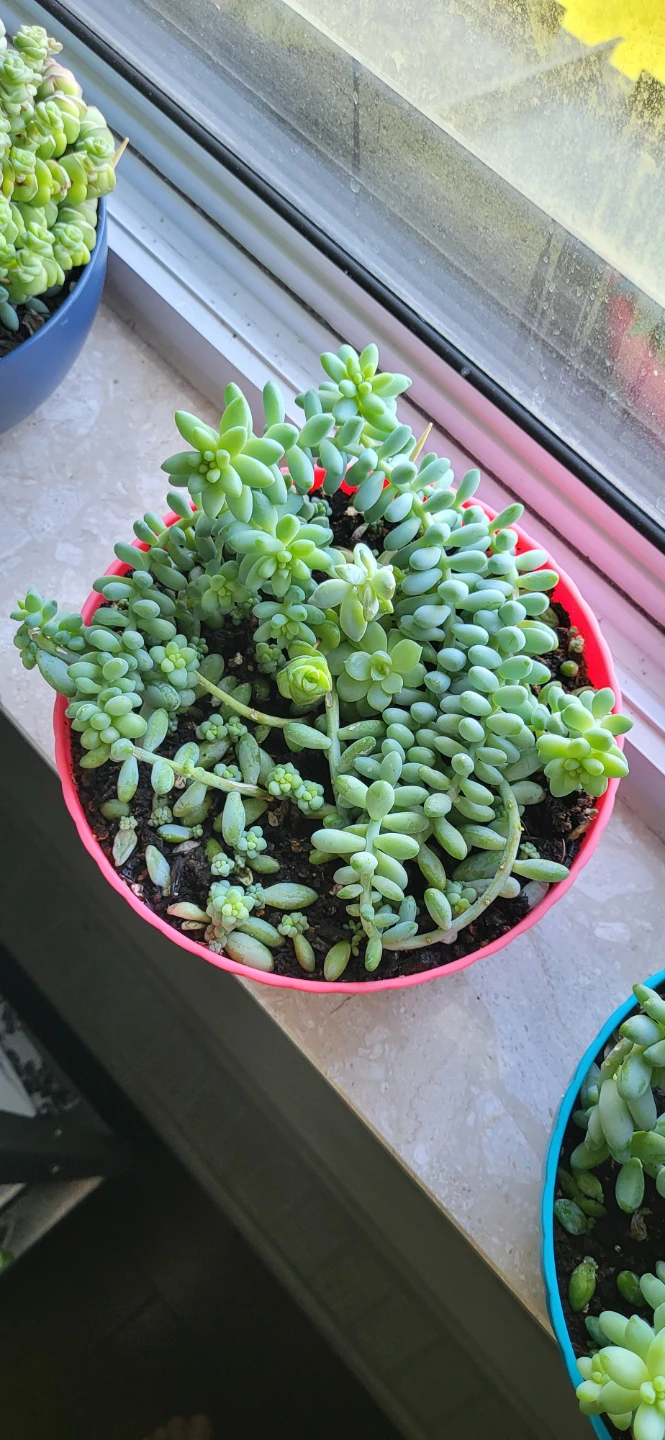 Multiple succulent in a cute pink pot