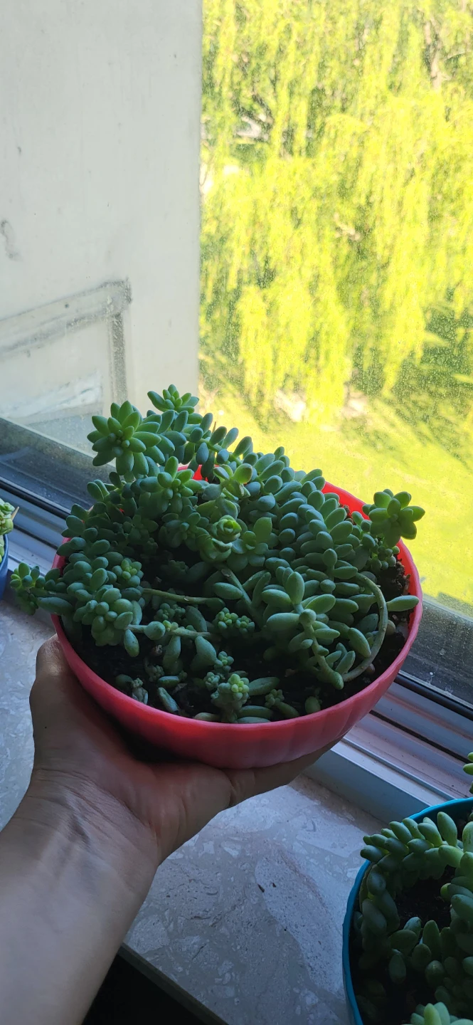 Multiple succulent in a cute pink pot - photo 2