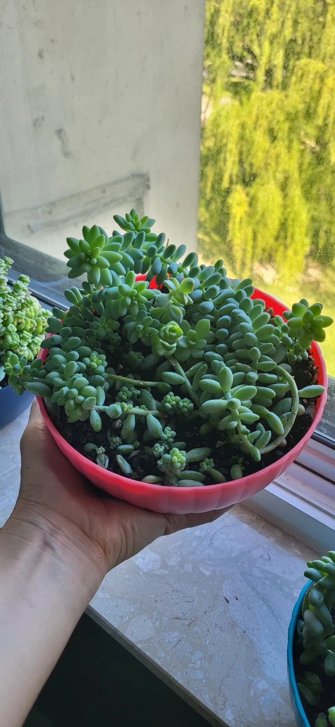 Multiple succulent in a cute pink pot - photo 3