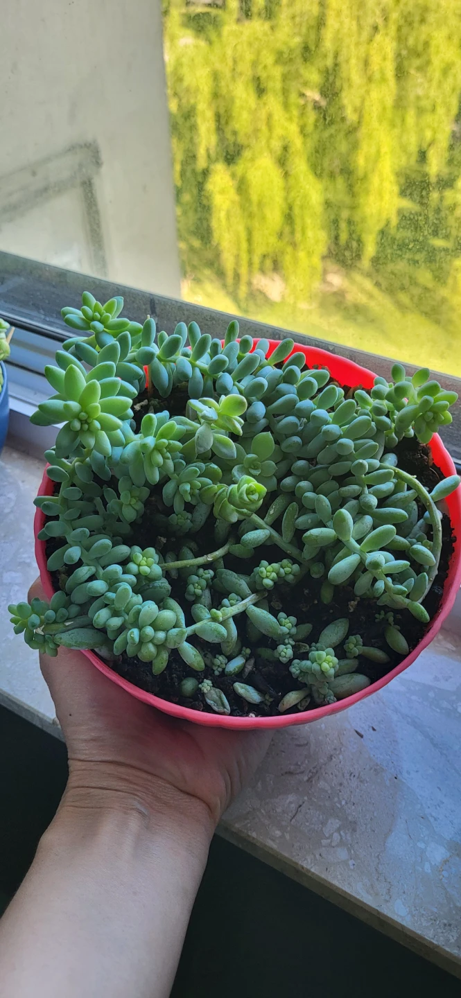 Multiple succulent in a cute pink pot - photo 4