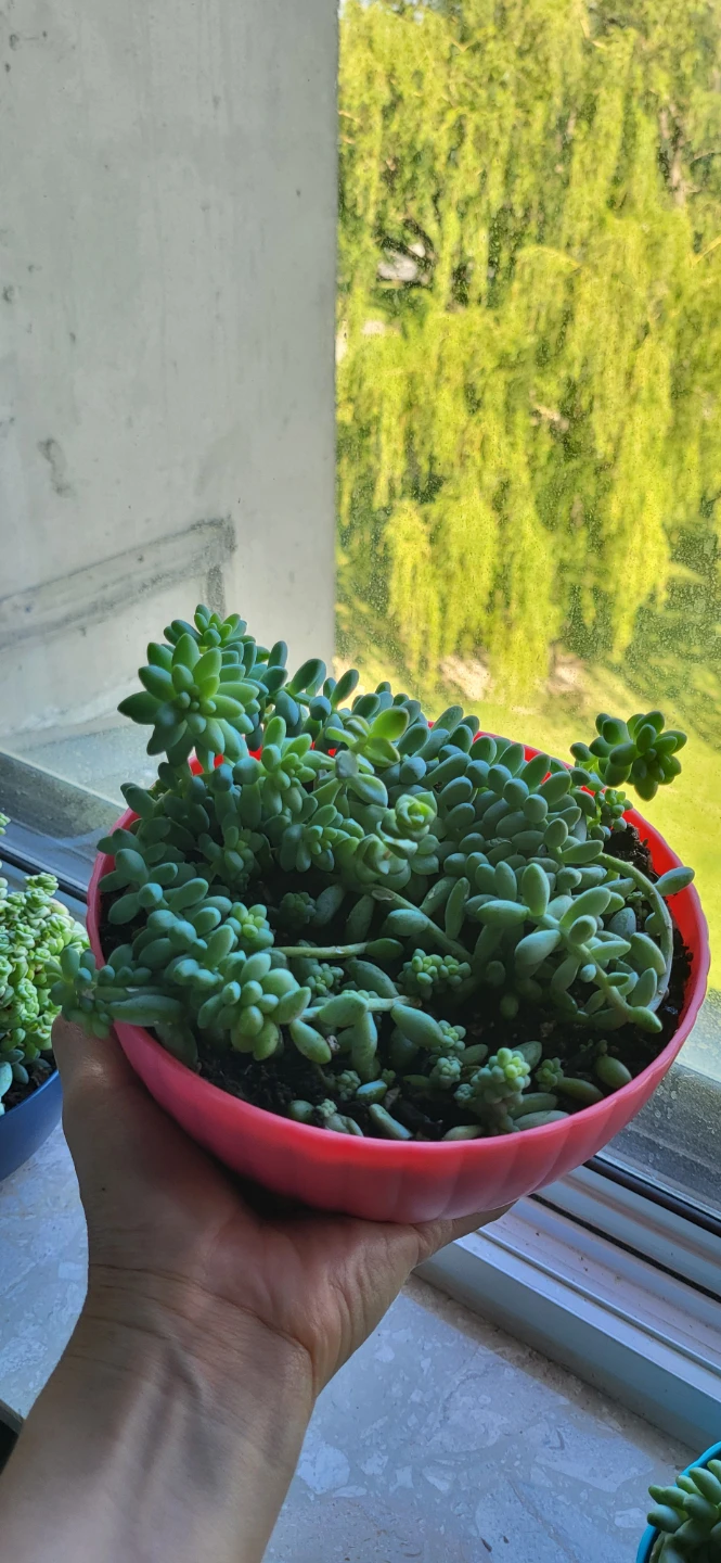 Multiple succulent in a cute pink pot - photo 5