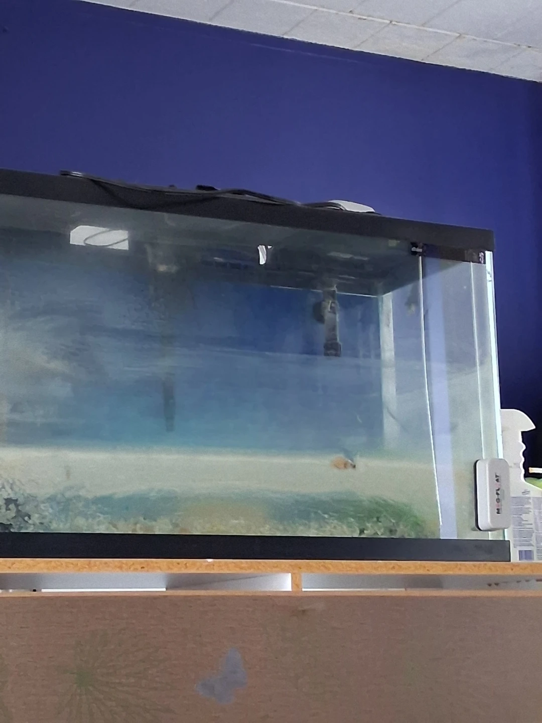 Large Glass Aquarium Tank