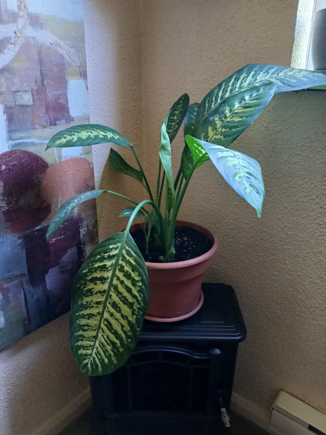 Dieffenbachia Houseplant