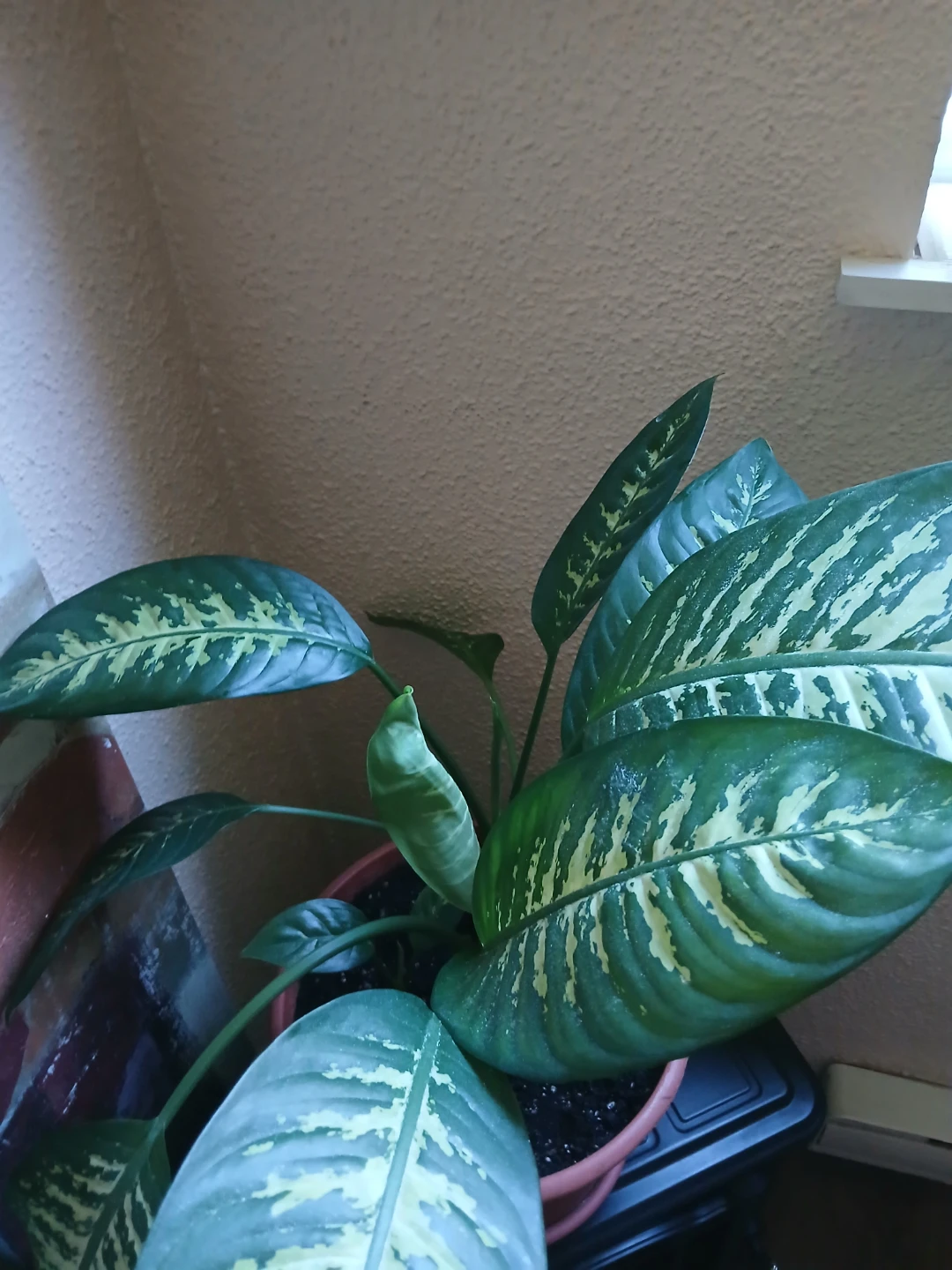 Dieffenbachia Houseplant - photo 2