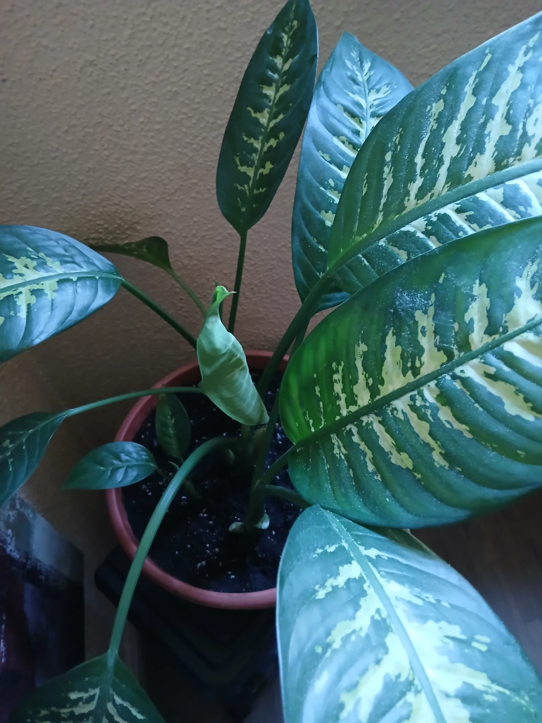 Dieffenbachia Houseplant - photo 5