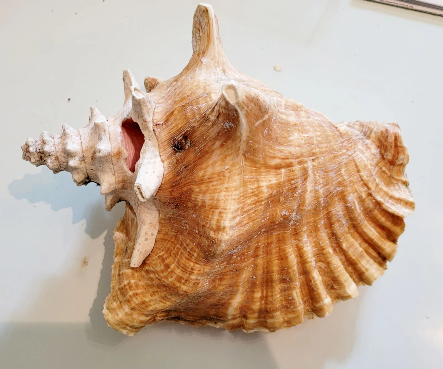 Large  Queen Conch Shell