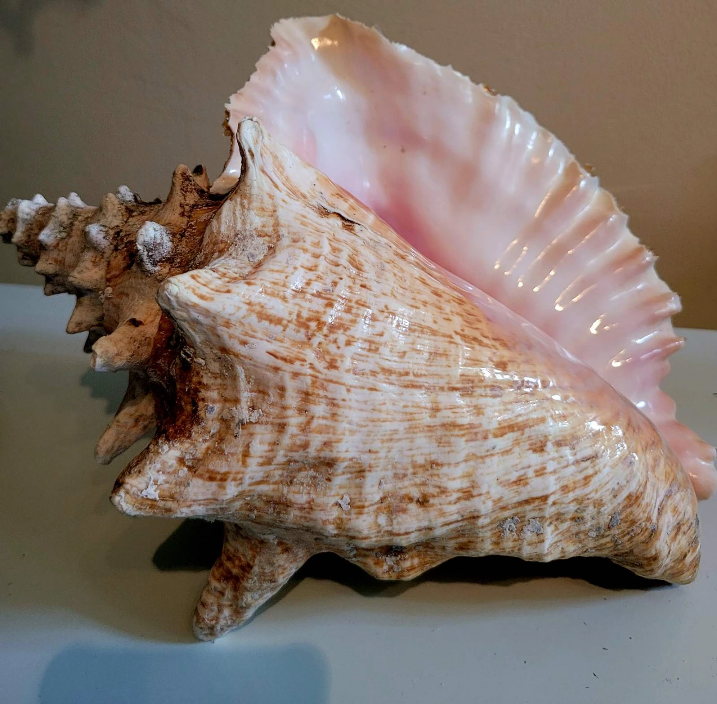 Large  Queen Conch Shell - photo 2