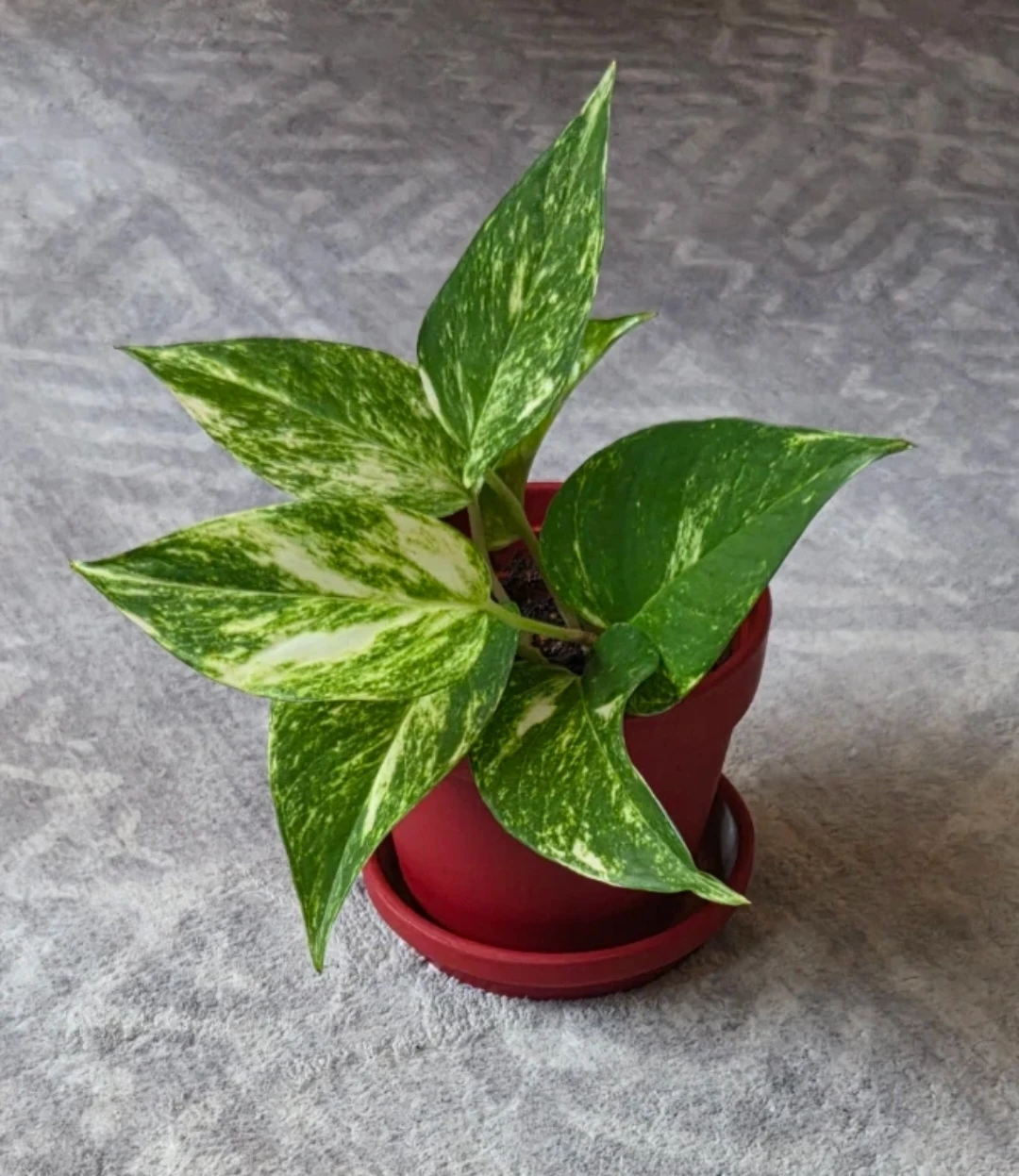 Pothos Plant in Red Pot 🪴 - photo 2