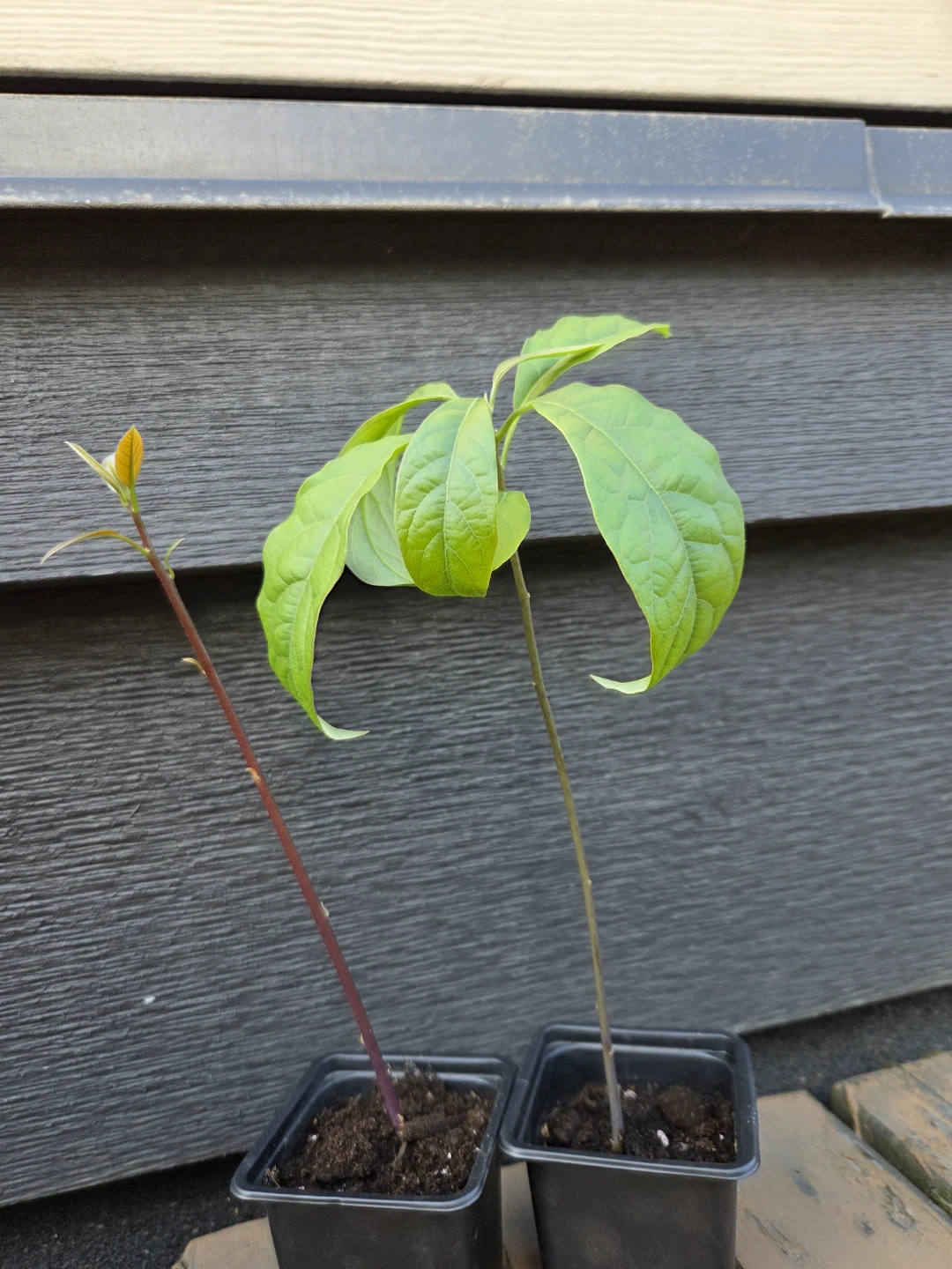 Two young avocado plants $5 each