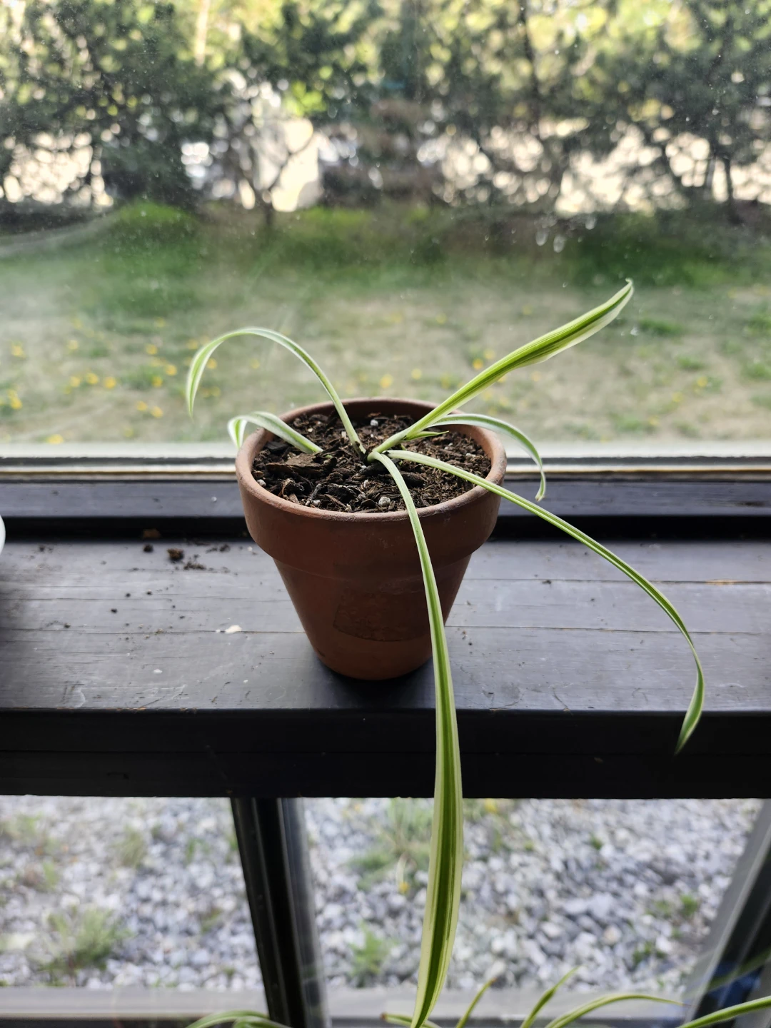 Spider Plants in various decorative pots - photo 5